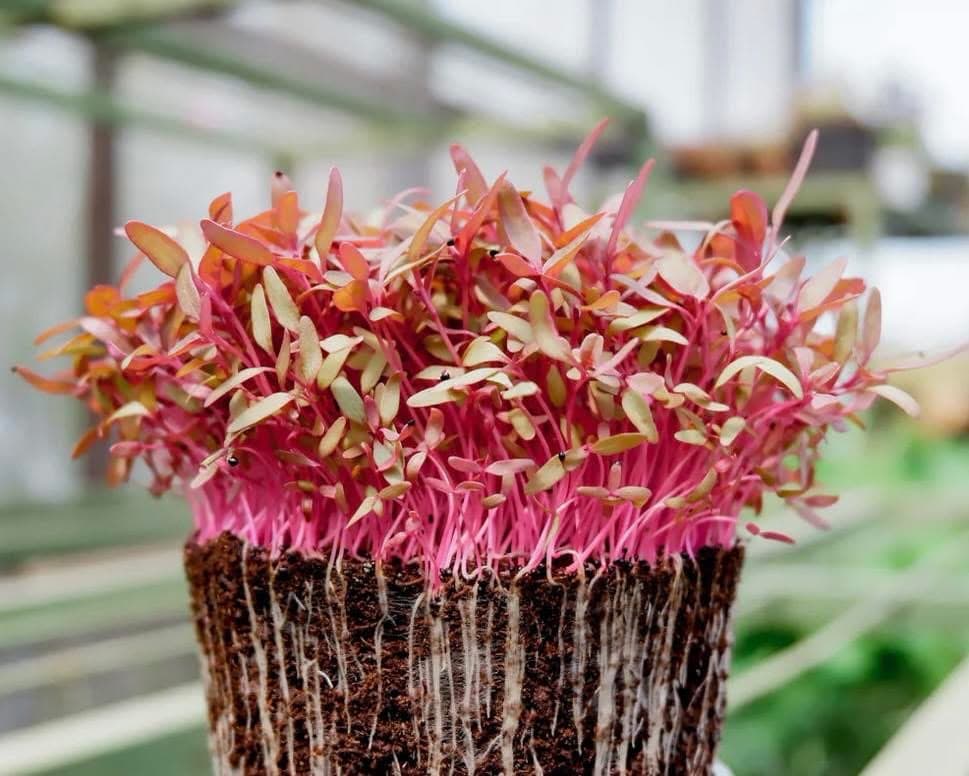 Bright pink amaranth microgreens in a tray in the greenhouse