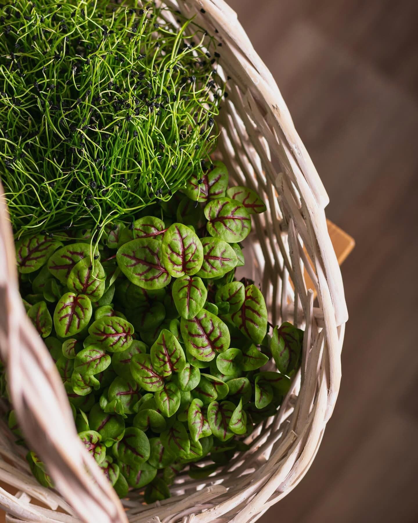 A basket of fresh microgreens