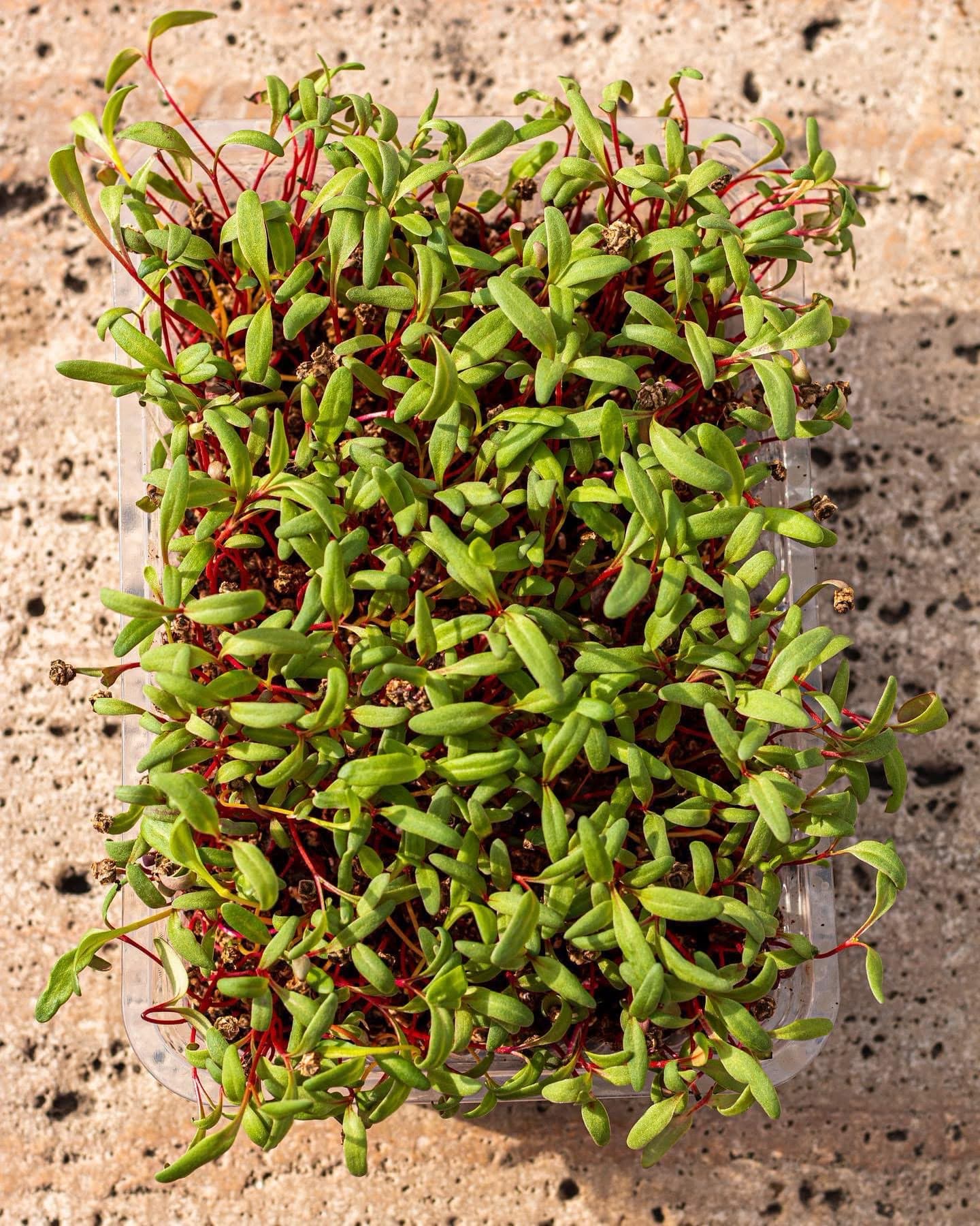 A dense carpet of beet microgreens with pink stems