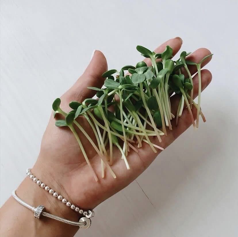 A handful of microgreens on an open palm