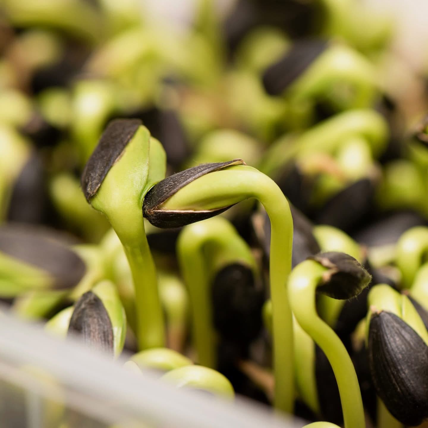 A macro shot of sunflower shoots with seed husks
