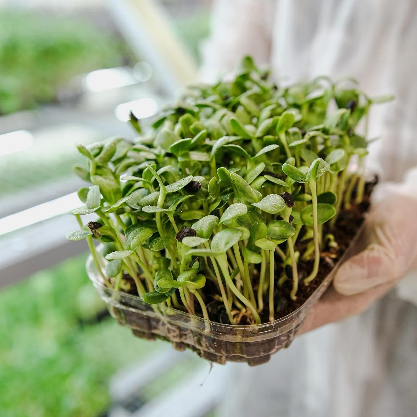 A tray of fresh microgreens held in both hands